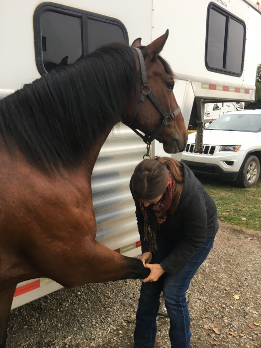 A Veterinarian Treating a Horse’s Leg