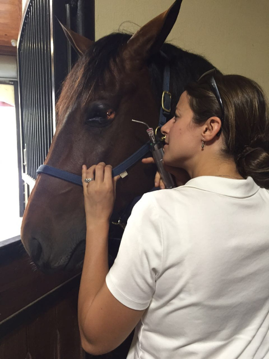 A Veterinarian Conducting an Eye Exam on a Horse